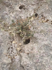 Chaenorhinum villosum