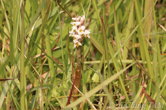 Zeuxine strateumatica