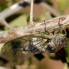 Lyristes plebejus