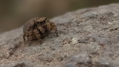 Salticidae