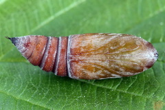 Hecatera bicolorata