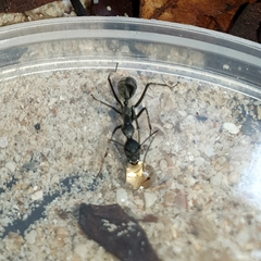 Camponotus camelinus