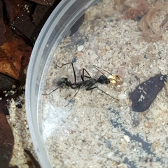 Camponotus camelinus