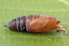 Hecatera bicolorata