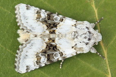Hecatera bicolorata