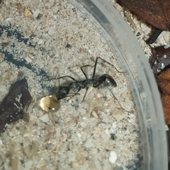 Camponotus camelinus