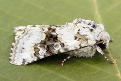 Hecatera bicolorata