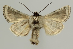 Hecatera bicolorata