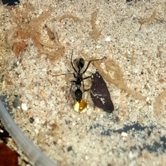 Camponotus camelinus