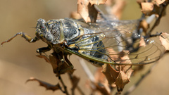 Lyristes plebejus