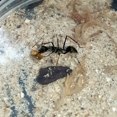 Camponotus camelinus