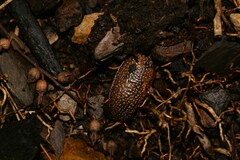 Anoplognathus velutinus