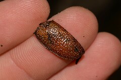 Anoplognathus velutinus