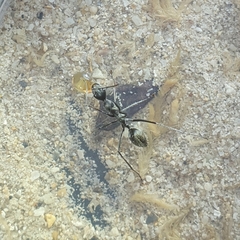 Camponotus camelinus