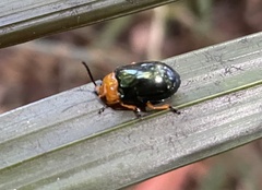 Lamprolina simillima
