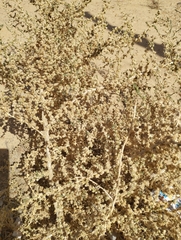 Caroxylon imbricatum