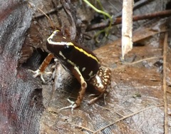 Phyllobates lugubris