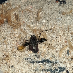 Camponotus camelinus