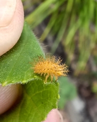 Henosepilachna sumbana