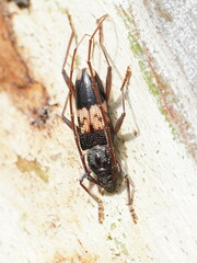 Phoracantha semipunctata