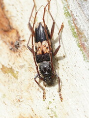 Phoracantha semipunctata