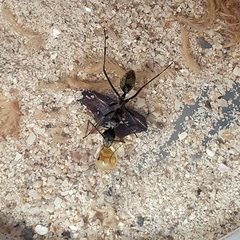 Camponotus camelinus