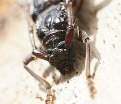 Phoracantha semipunctata
