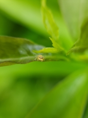 Opisthoncus sexmaculatus