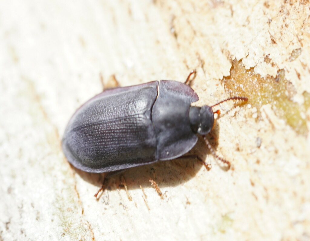 blue piedish beetles from Brumby VIC 3885, Australia on February 07