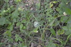 Clematis integrifolia