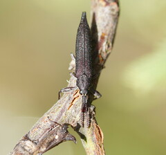 Rhinotia phoenicoptera