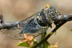 Lyristes plebejus