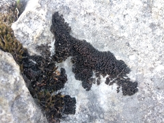 Enchylium polycarpon