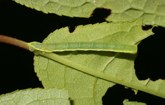 Trichopteryx carpinata