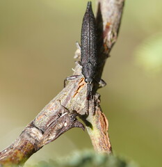 Rhinotia phoenicoptera