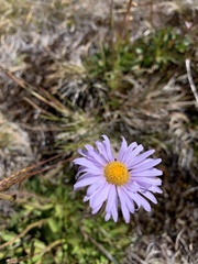 Brachyscome spathulata