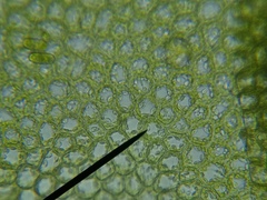 Chiloscyphus pallescens