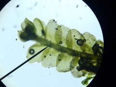 Chiloscyphus pallescens