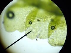 Chiloscyphus pallescens