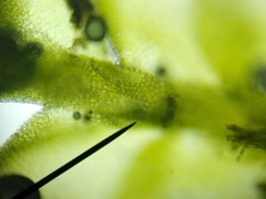 Chiloscyphus pallescens