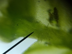 Chiloscyphus pallescens