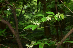 Vaccinium bracteatum