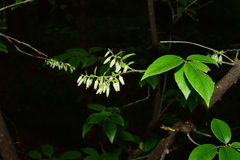 Vaccinium bracteatum