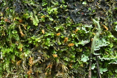 Chiloscyphus pallescens