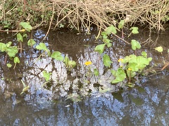 Caltha palustris