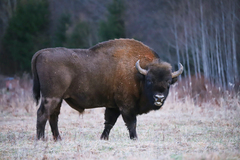 Bison bonasus