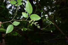 Vaccinium bracteatum