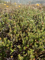 Prostanthera cuneata