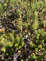Prostanthera cuneata