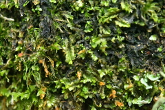 Chiloscyphus pallescens